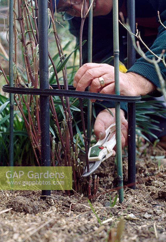 Pruning Clematis 'Alionushka'. Prune all Group 3 Clematis shoots in late winter to 30 cm above ground. Start at the base of the plant and follow each stem upwards until you come across a pair of healthy, fat buds. Remove dead shoots at ground level.