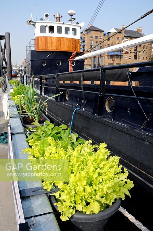 Lettuce and other vegetables growing in window boxes. Heritage Moorings, Wapping London England UK