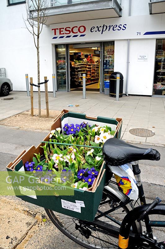 Primula and other plants in a cardboard box on the back of a bicycle, in front of a Tesco Express, Highbury, London, England, UK