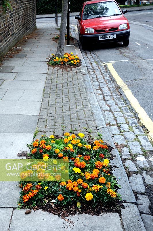 Tagetes patula - French Marigolds planted in tree pits Highury North London England UK