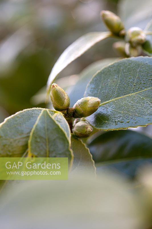 Camelia sp. buds in early spring with frost. Pembury House, Clayton