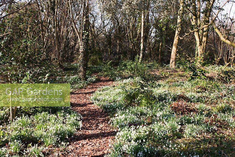 Path through woodland garden with Galanthus - Snowdrops in early spring, Pembury House, Clayton
 