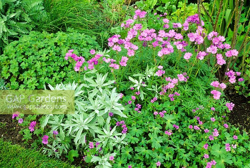 Geranium tuberosum, Geranium pyrenaicum 'Bill Wallis' and Artemisia ludoviciana