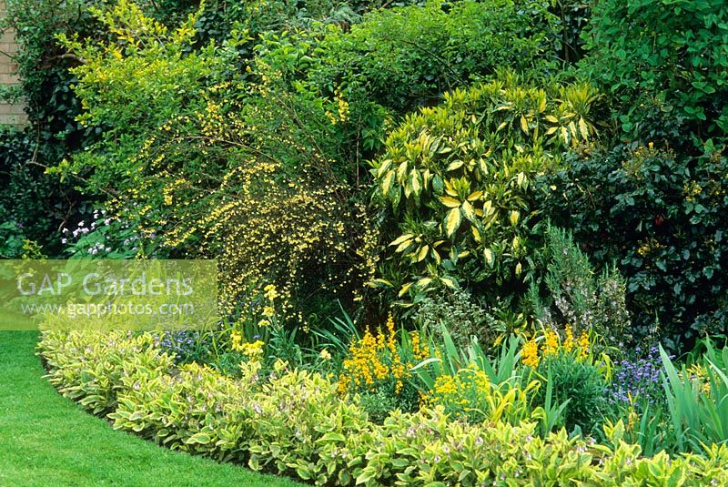 Mixed border with yellow foliage and flower theme. Aucuba japonica, Symphytum, Berberis, Erysimum cheiri 'Harpur Crewe', Mahonia