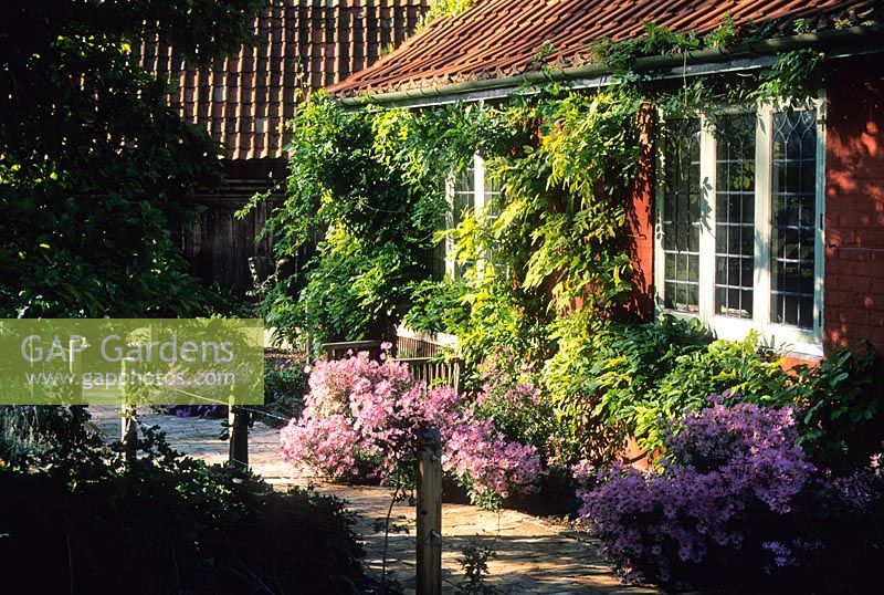 The cottage garden in late summer with Wisteria trained on farm building and Chrysanthemum 'Clara Curtis' in border