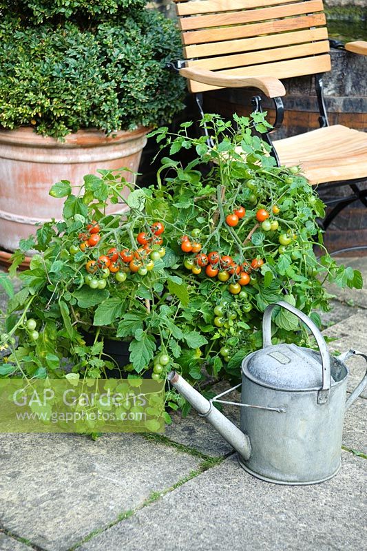 Tomato 'Losetto'  - Bush Tomatoes growing in pot on patio with clipped shrub in pot behind


