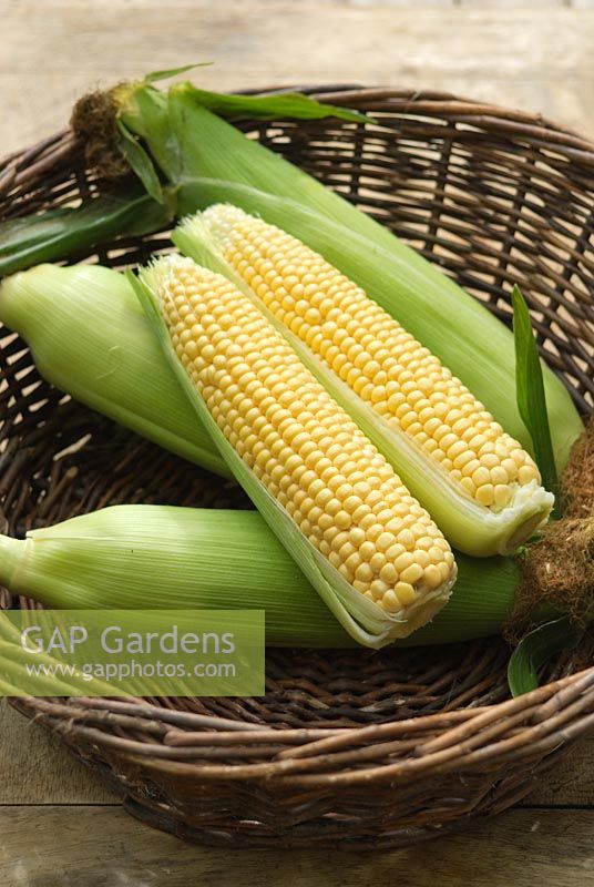 Zea mays - Sweet corn