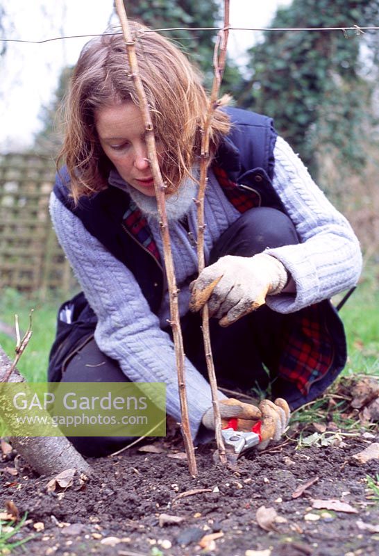 Pruning raspberry canes - Prune plants close to the ground which have fruited to prevent the stumps becoming diseased