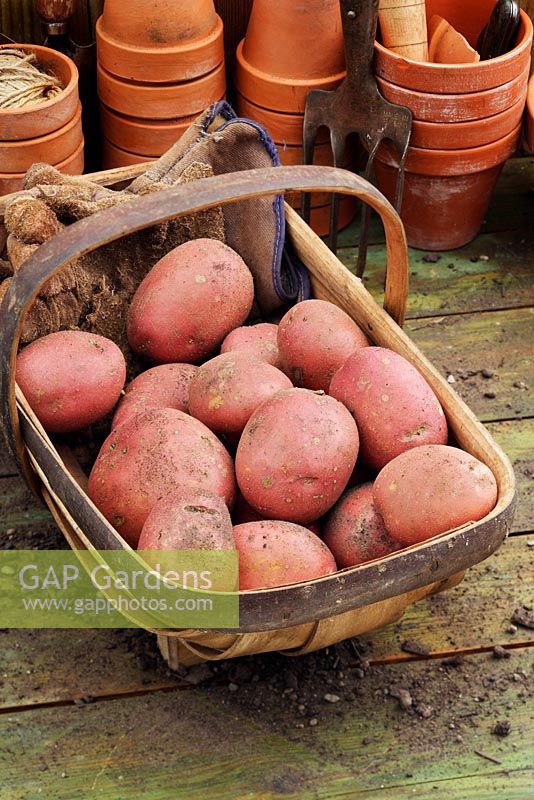 Solanum tuberosum 'Rooster' potatoes in a wooden trug