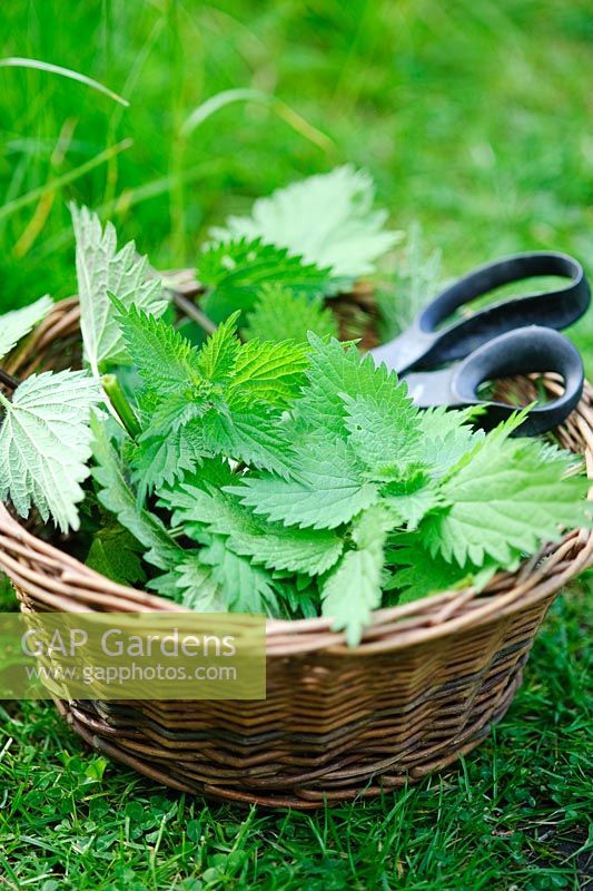 Harvesting Urtica dioica - Stinging Nettles