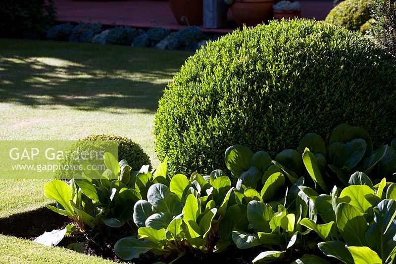 Clipped Buxus - Box topiary in border with Bergenia 'Silberlicht' - Elephants Ear foliage. Christchurch, New Zealand
 