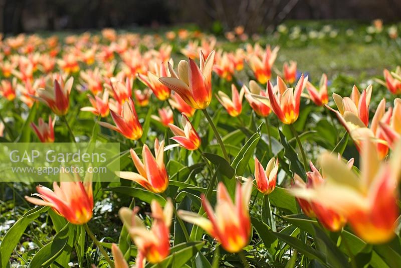 Tulipa kaufmanniana 'Ancilla'