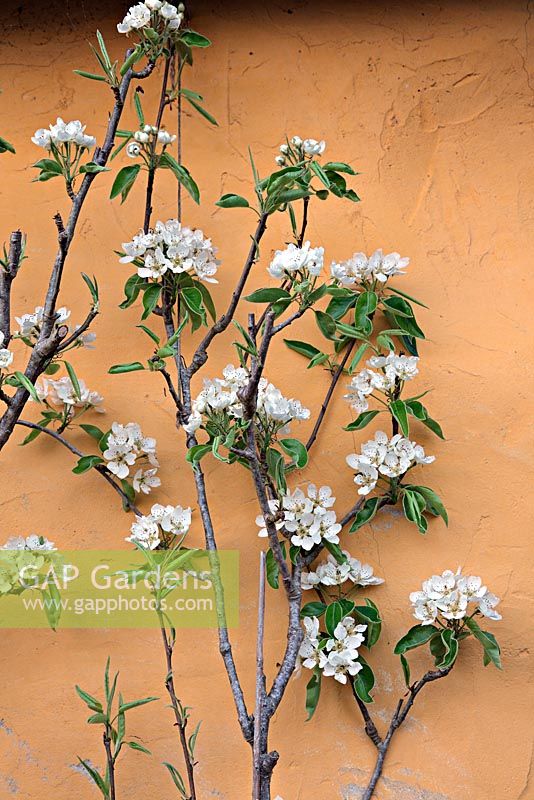 Pyrus communis 'Concorde' AGM, trained against a painted wall