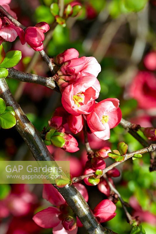 Chaenomeles x superba 'Pink Lady' - Flowering Quince