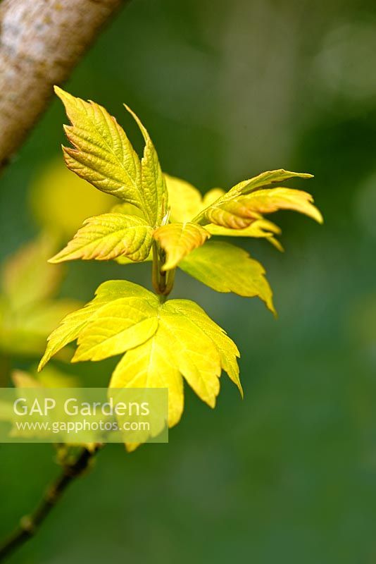 Acer negundo 'Kelly's Gold' - spring foliage