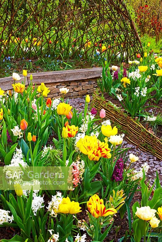 Tulipa and Hyacinthus - mixed spring planting in the scented garden at RHS Harlow Carr