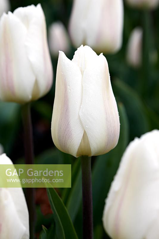 Tulipa 'White Marvel'