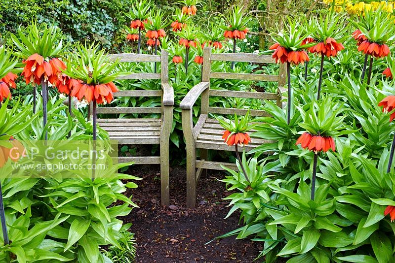 Fritillaria imperialis 'Rubra Maxima'  and wooden seats at RHS Harlow Carr