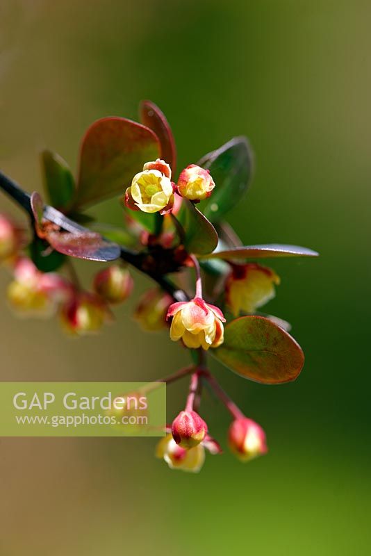 Berberis thunbergii 'Atropurpurea Group' - Barberry