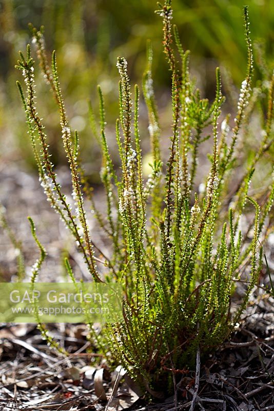Epacris gunnii - Gunns Heath. Eastern Australian native