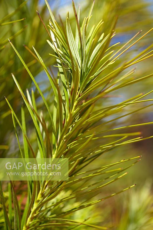 Podocarpus drouynianus - Wild Plum. Podocarp native to the relatively high rainfall areas of southwestern corner of Western Australia