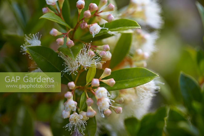 Syzygium australe - Bush Christmas, Brush Cherry or Scrub Cherry, Eastern Australia 
