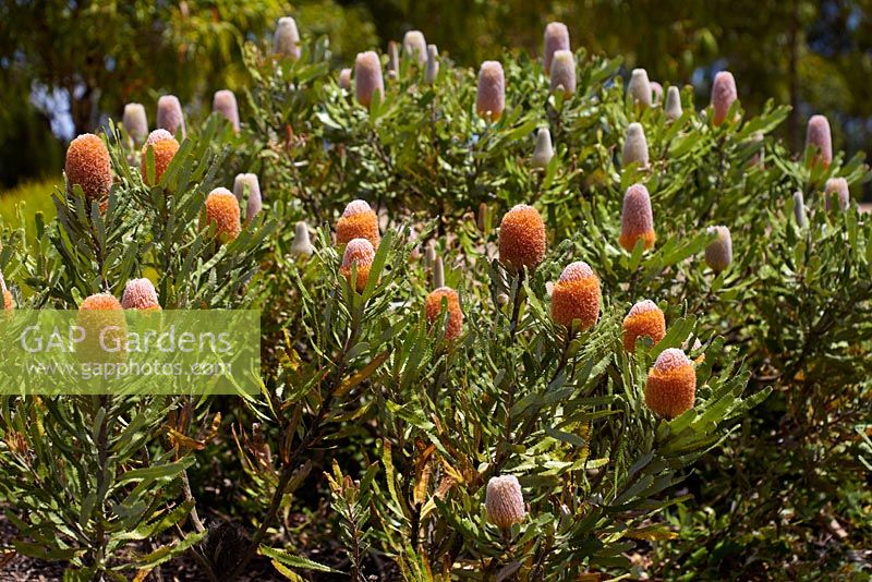 Banksia burdettii - Burdett's Banksia, evergreen shrub native to Australia