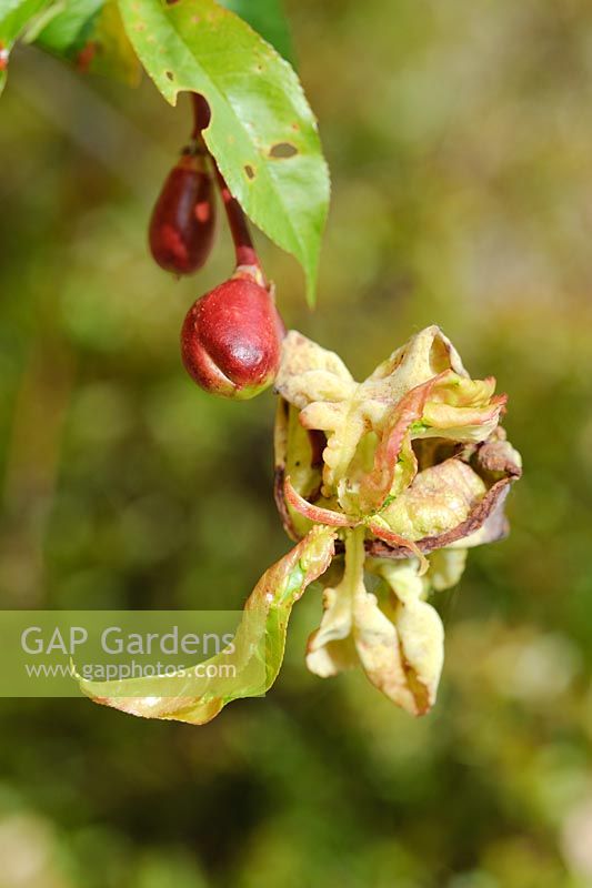 Peach leaf curl on nectarines