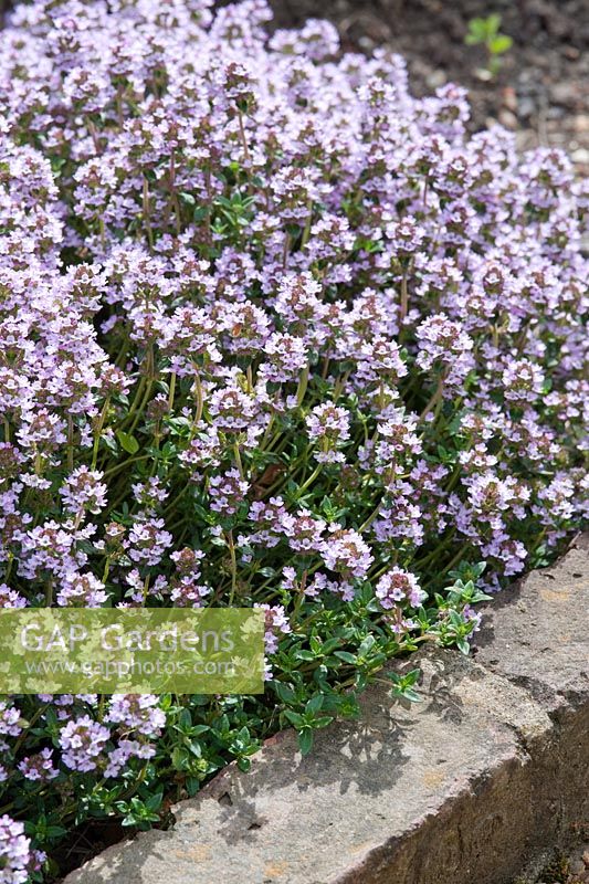 Thymus 'Porlock'