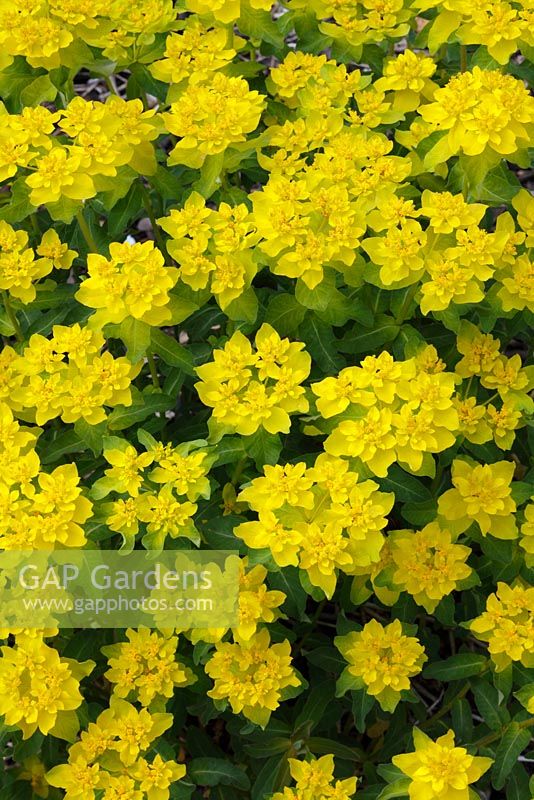 Euphorbia polychroma