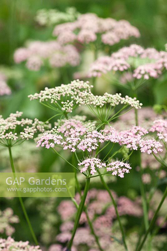 Pimpinella major 'Rosea'