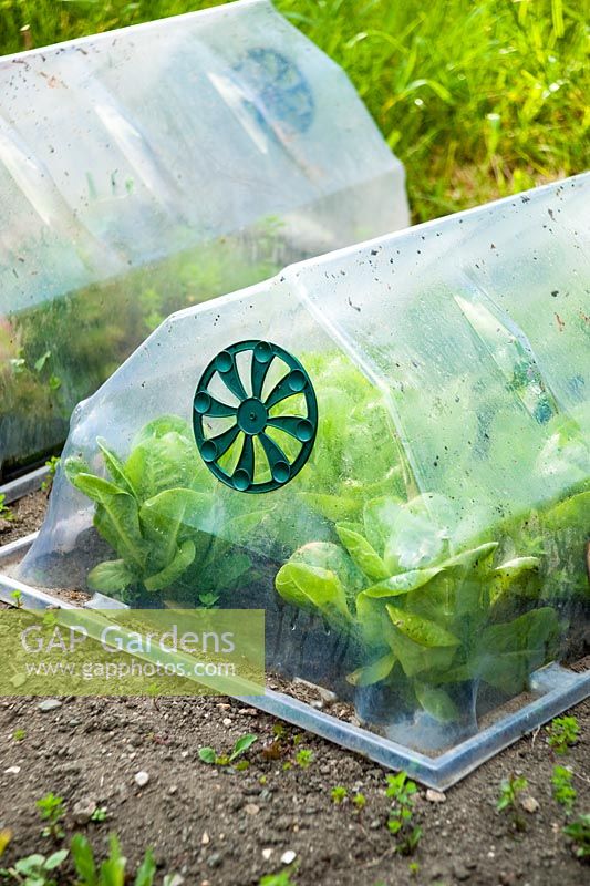 Cloches over Lettuces