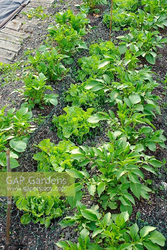 Intercropping - Lettuces and Potatoes