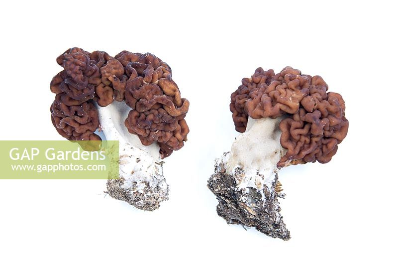 Gyromitra esculenta - False Morel Fungi