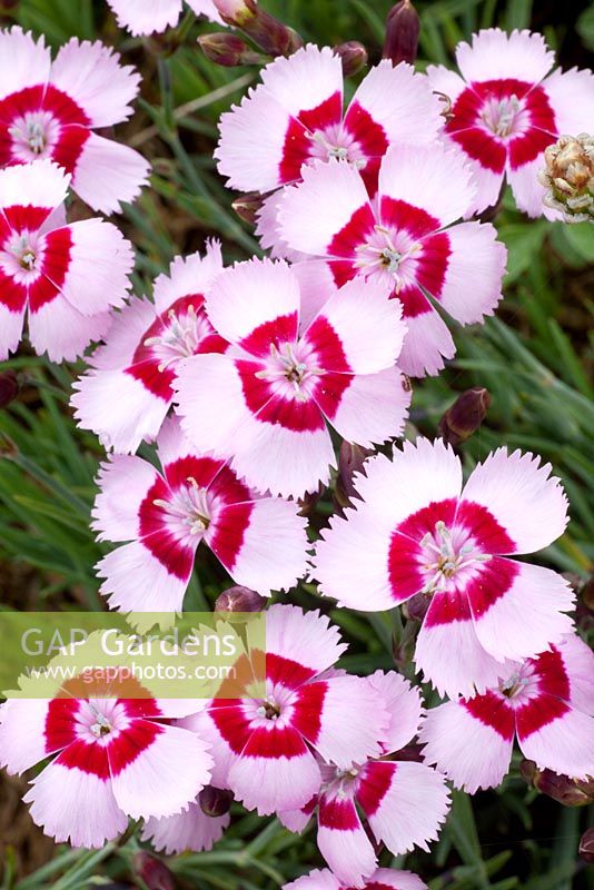 Dianthus alpinus 