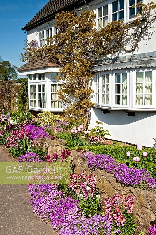 Tulips, Wallflowers and Aubretia under Bay Window in front garden of Grafton Cottage, NGS, Barton-under-Needwood, Staffordshire 