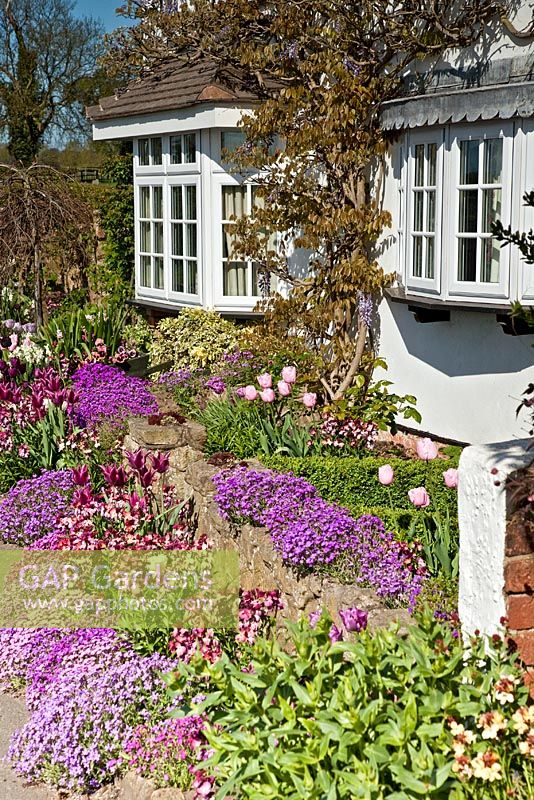 Tulips, Wallflowers and Aubretia under Bay Window in front garden of Grafton Cottage, NGS, Barton-under-Needwood, Staffordshire 