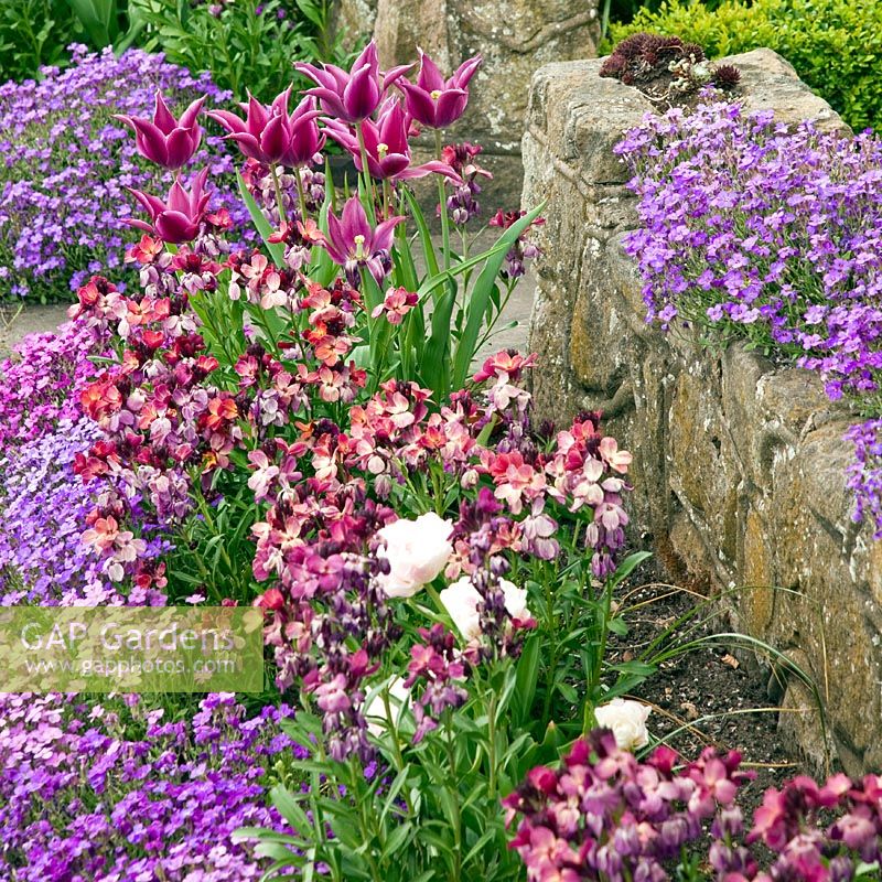 Tulips, Wallflowers and Aubretia path around stone wall in front garden of Grafton Cottage, NGS, Barton-under-Needwood, Staffordshire 