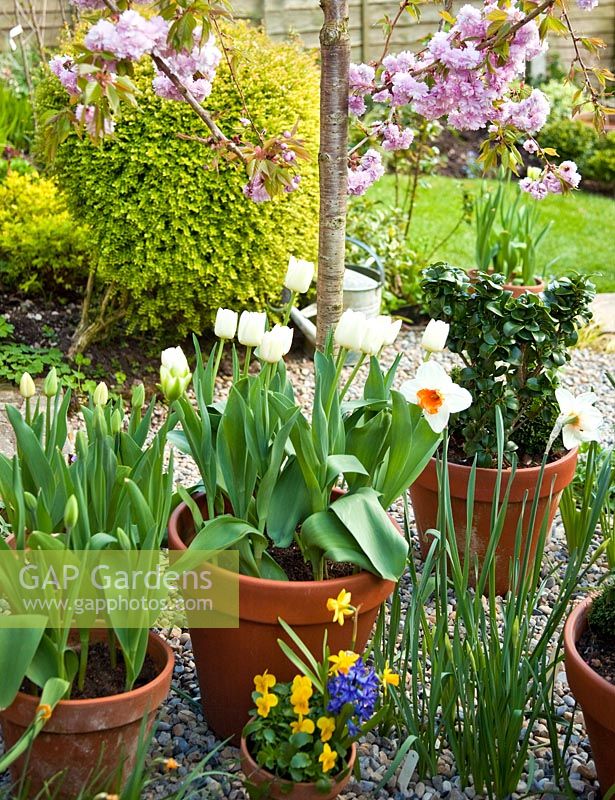 Prunus 'Kiku-Shidare-Zakura', terracotta pots of tulips and clipped box