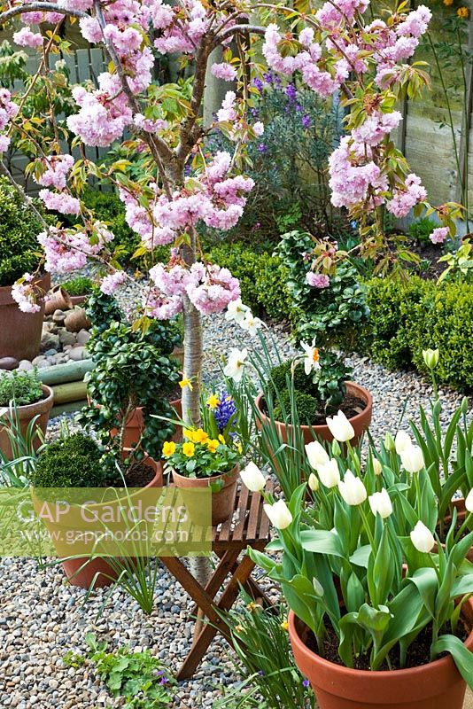 Prunus 'Kiku-Shidare-Zakura', surrounded by terracotta pots of white tulips and clipped box