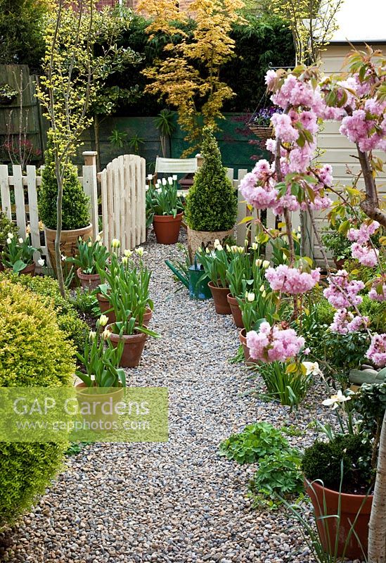 Spring gravel garden with Prunus 'Kiku-Shidare-Zakura' in blossom, terracotta pots with box topiary and tulips 