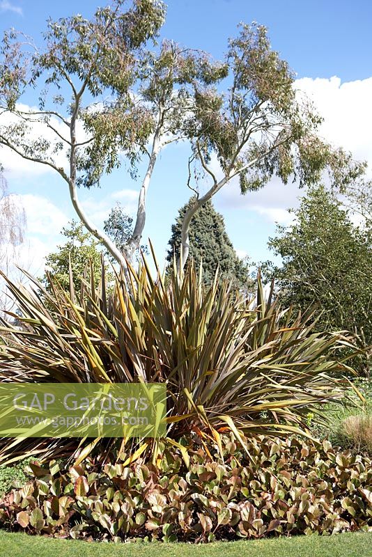 Border with Phormium tenax 'Purpureum', Eucalyptus and bergenias - Beth Chatto's Garden