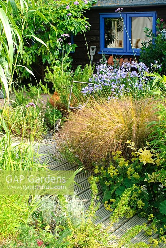 Timber path with Stipa arundinacea, Agapanthus, Alchemilla mollis and Rosmarinus -  Rosemary. Garden shed painted dark brown with window picked out in blue paint.