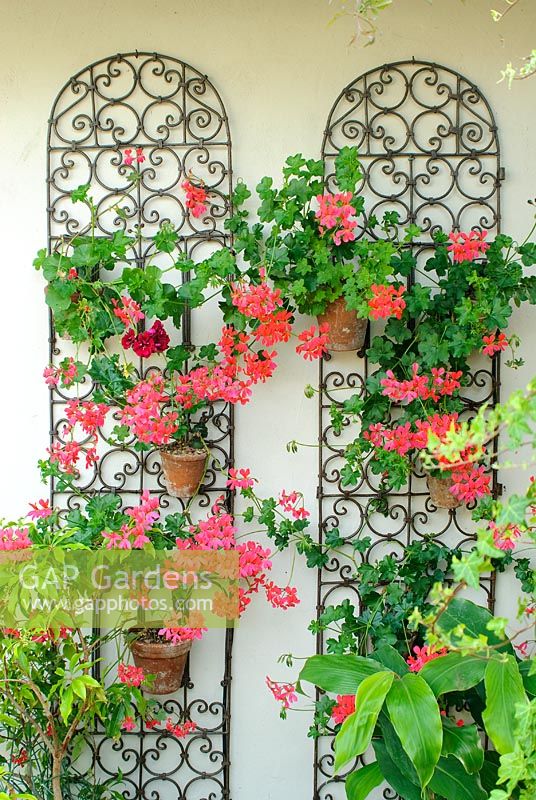 Decorative Moroccan style ironwork screens used to hang wall pots with ivy leaved Pelargonium - Geraniums.