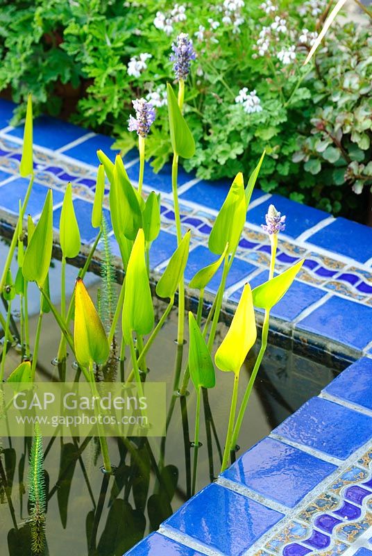 Detail of raised pond with Pontederia cordata - Pickerel weed