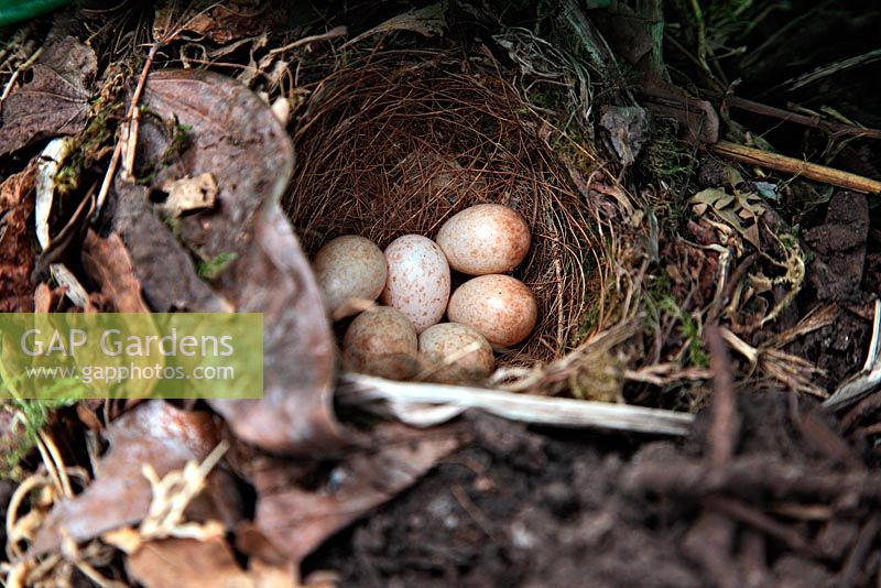 Robin's nest under tarpaulin on composted waste