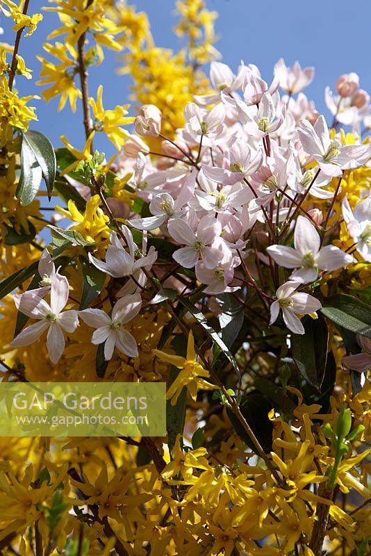 Forsythia and Clematis montana flowers intertwined.