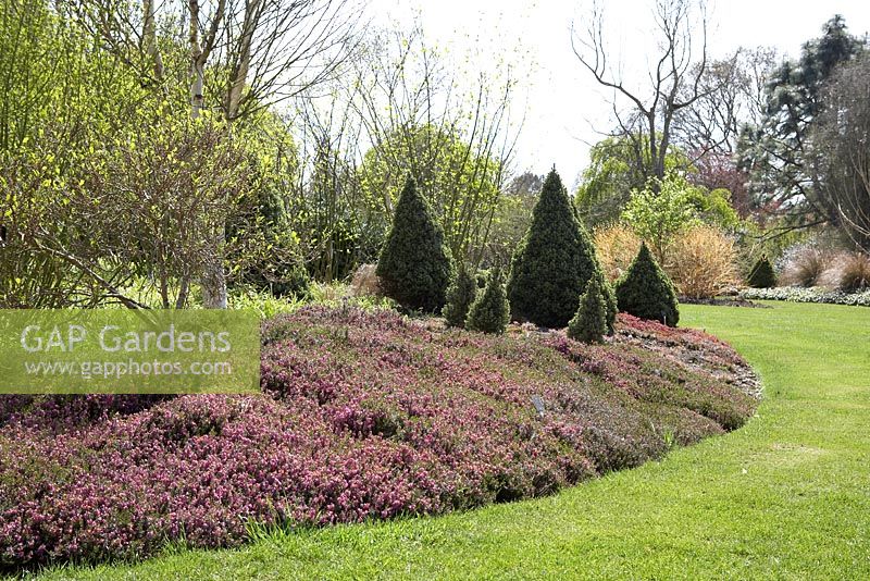 Spring border at The Sir Harold Hillier Gardens with Hamamellis vernalis 'Quasimodo', Erica carnea 'March Seedling', Picea glauca 'Alberta Blue' and Picea glauca 'Arneson's Blue'.