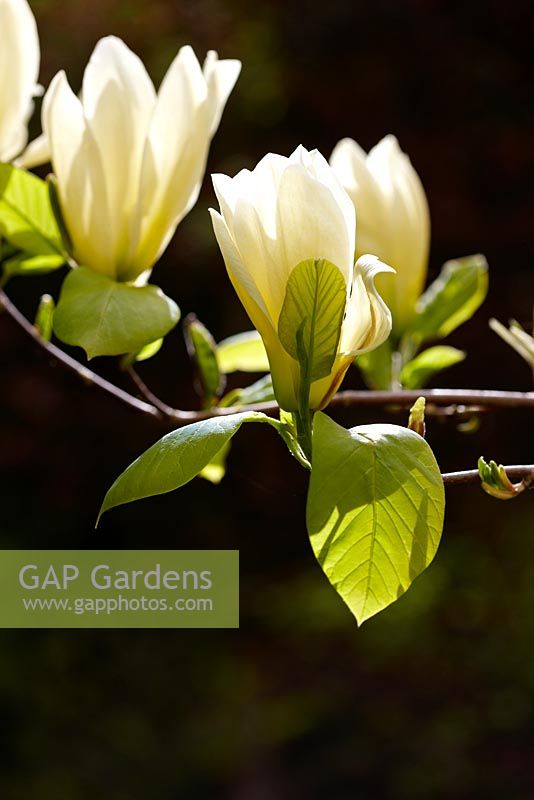 Magnolia denudata 'Yellow River' syn 'Fei Huang'