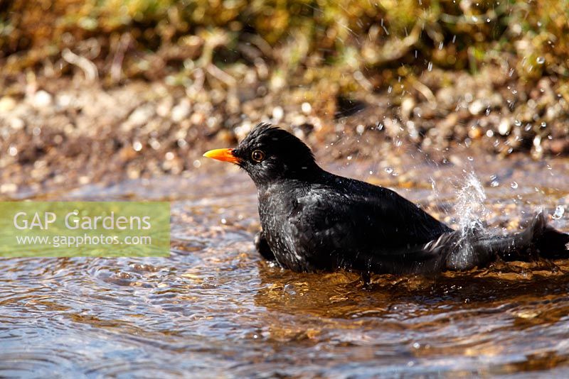 Blackbird male bathing in garden pond